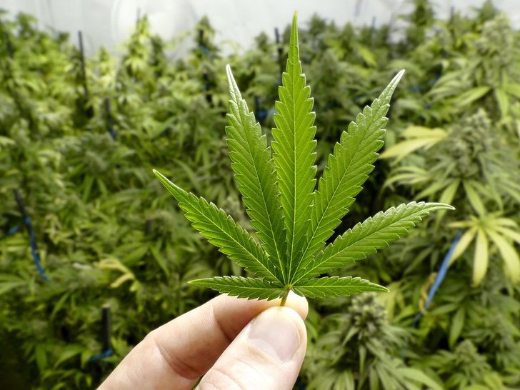 seuamigoguru.com - Estudo comprova que abelhas adoram as flores da cannabis! Ela pode ser a salvação da espécie!