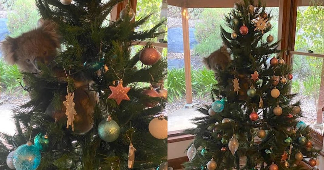 Mulher australiana encontra coala pendurado em sua árvore de Natal