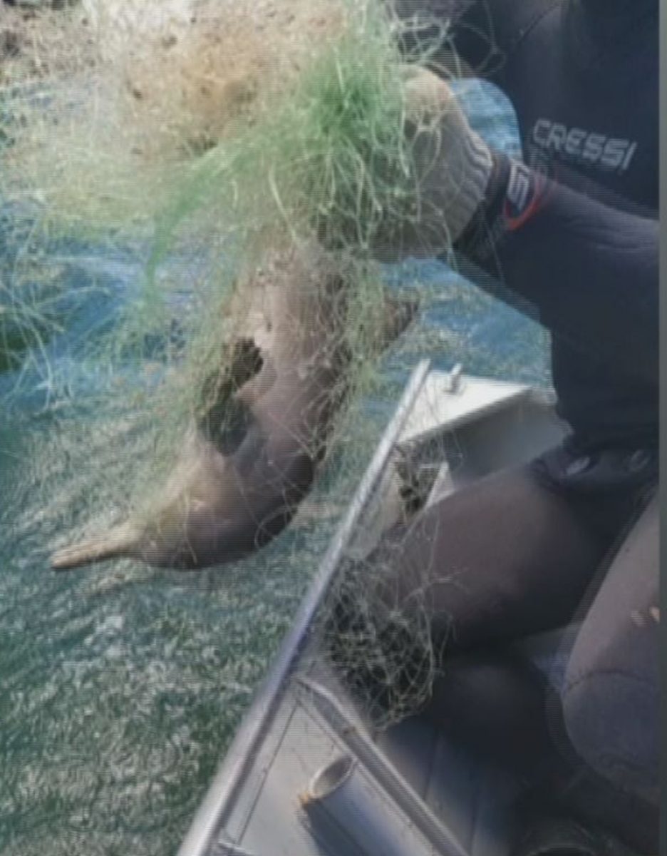 seuamigoguru.com - Pescador salva filhote de golfinho e o beija antes de devolvê-lo ao mar: 'Ganhei o ano'