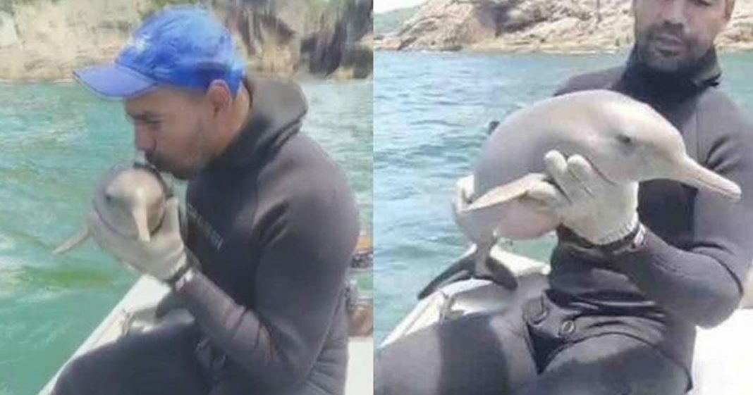 Pescador salva filhote de golfinho e o beija antes de devolvê-lo ao mar: ‘Ganhei o ano’