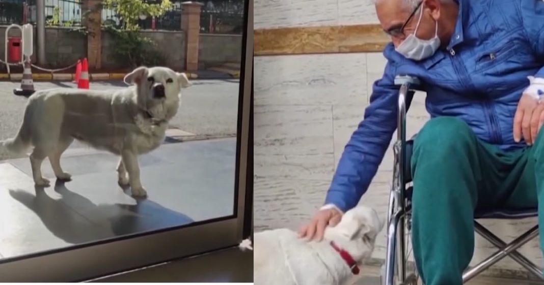 Cachorra leal espera quase uma semana o seu dono sair do hospital