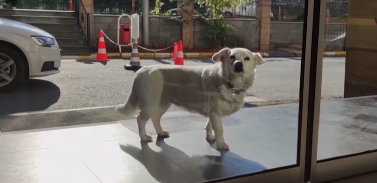 seuamigoguru.com - Cachorra leal espera quase uma semana o seu dono sair do hospital