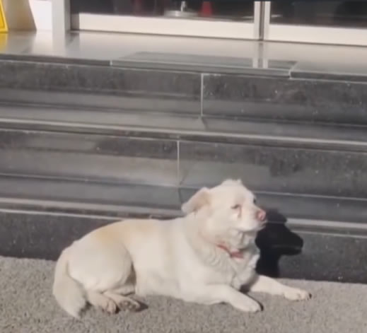 seuamigoguru.com - Cachorra leal espera quase uma semana o seu dono sair do hospital