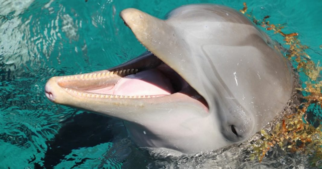 Golfinhos têm personalidade semelhante a dos humanos, conclui estudo