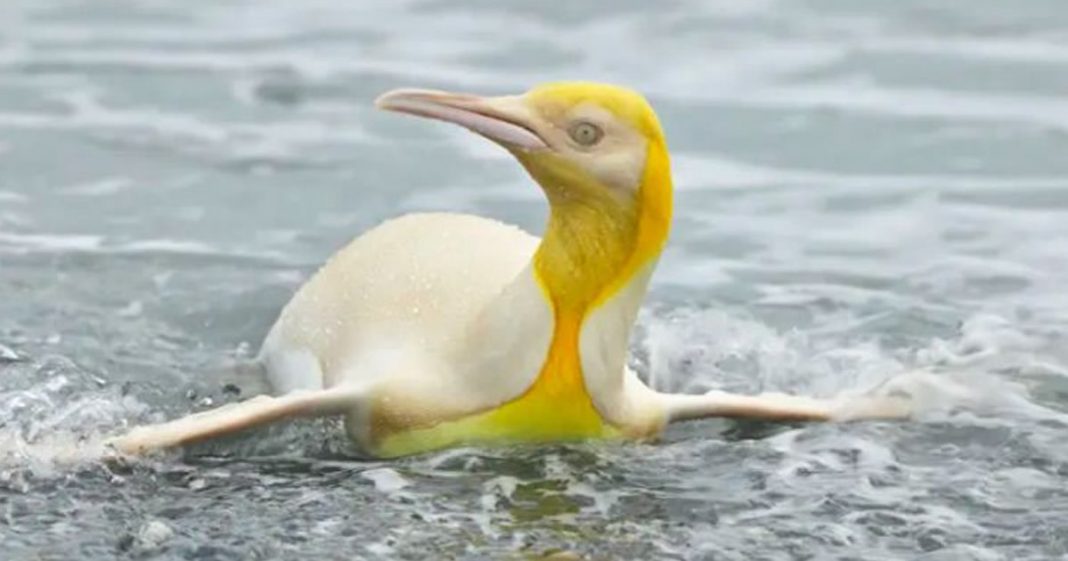 Pinguim amarelo é registrado pela primeira vez na história.