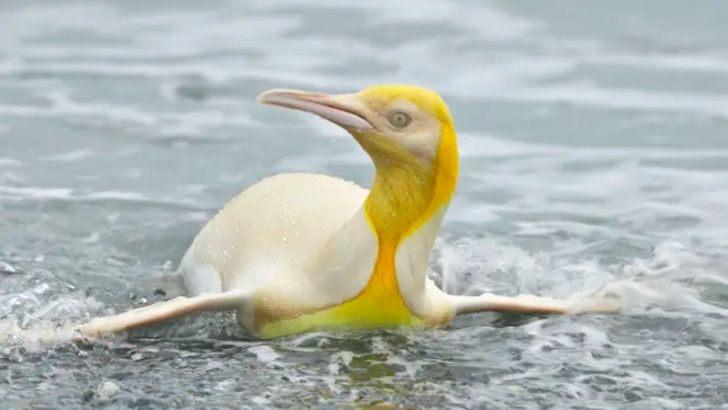 seuamigoguru.com - Pinguim amarelo é registrado pela primeira vez na história.