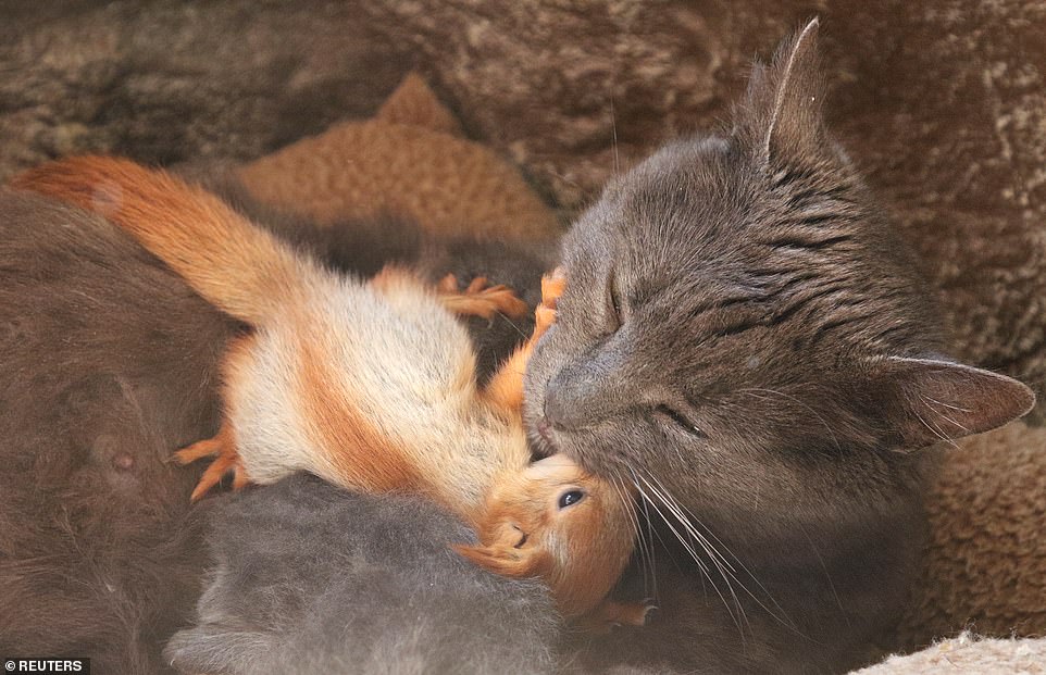 seuamigoguru.com - Gata abre seu coração e adota quatro esquilos órfãos