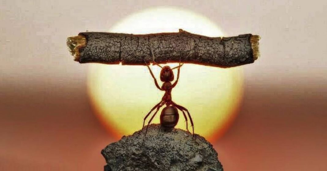 A fábula da formiga trabalhadora, que foi demitida por estar desmotivada.