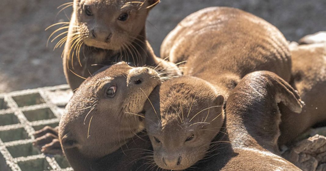 Filhotes de lontra ameaçados de extinção nascem em um zoo dos EUA.