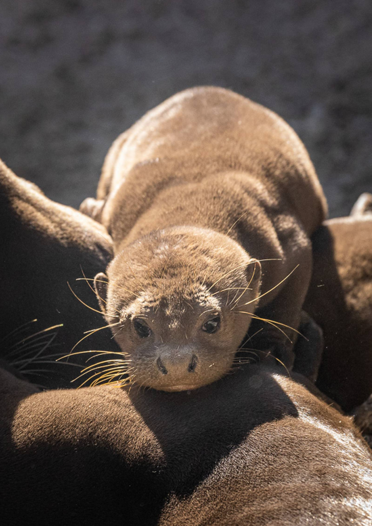 seuamigoguru.com - Filhotes de lontra ameaçados de extinção nascem em um zoo dos EUA.