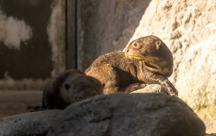 seuamigoguru.com - Filhotes de lontra ameaçados de extinção nascem em um zoo dos EUA.