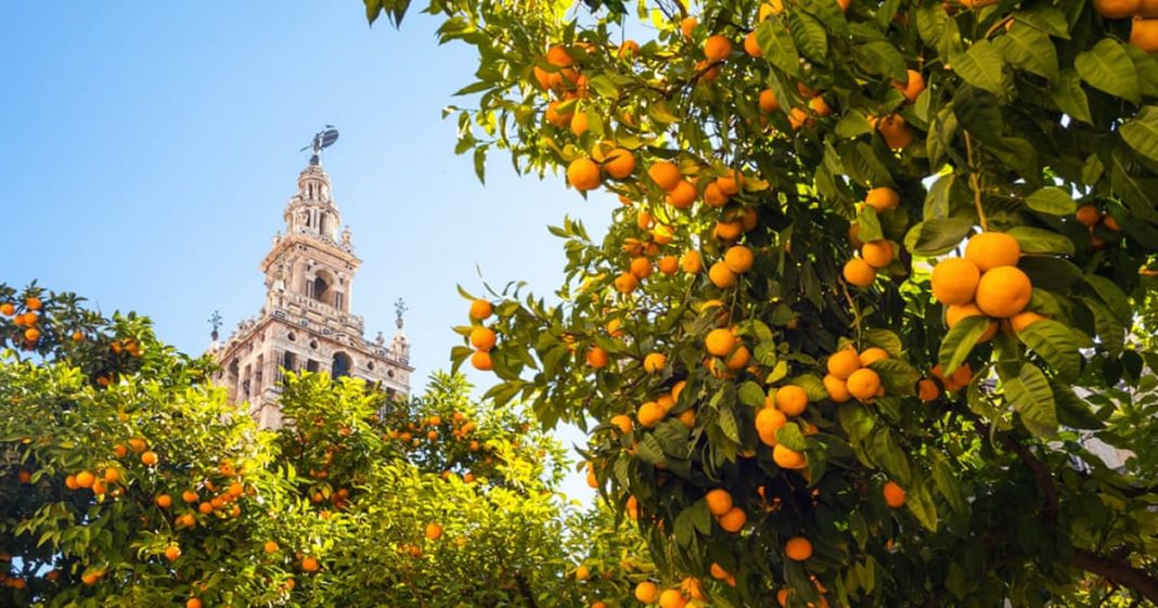 Laranjas podres serão usadas para gerar energia em Sevilha.