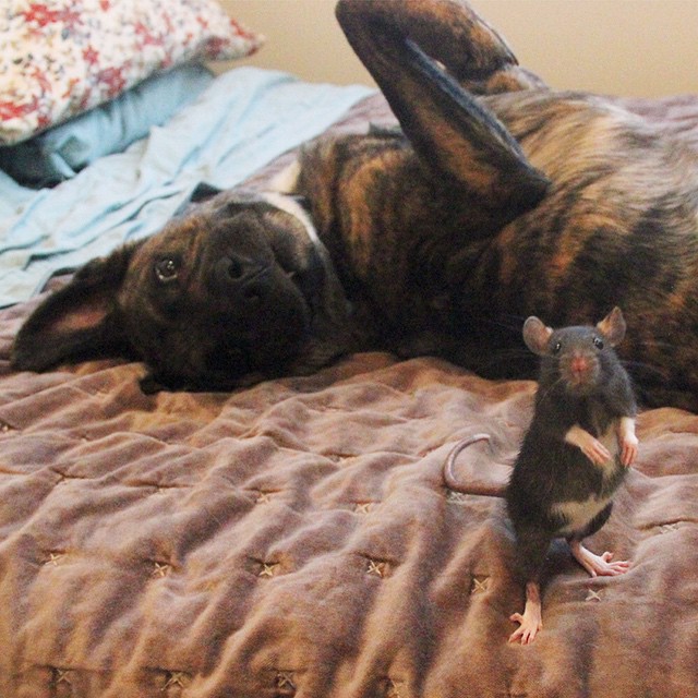 seuamigoguru.com - Cachorro cuida de dois ratinhos como se fossem seus irmãos.