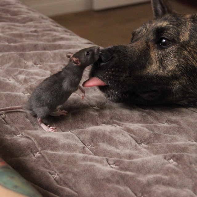 seuamigoguru.com - Cachorro cuida de dois ratinhos como se fossem seus irmãos.