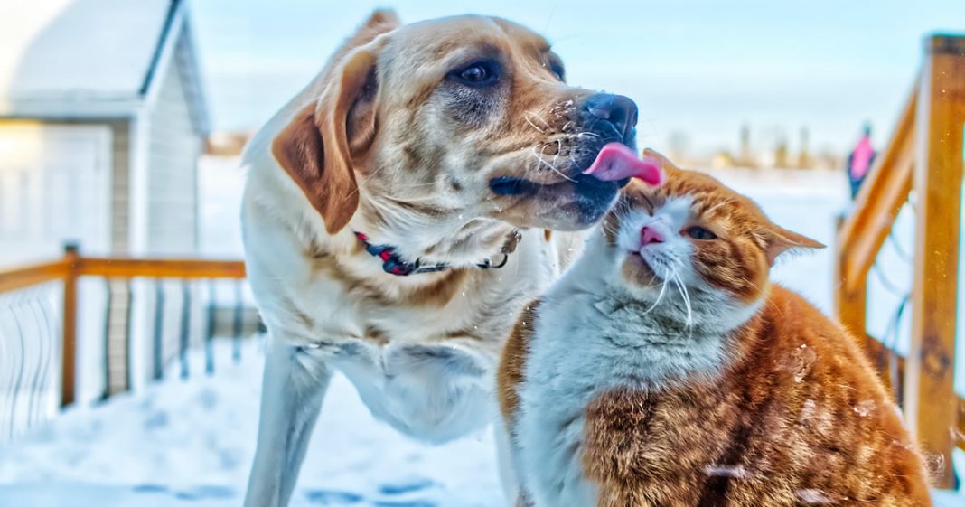 Espanha concede mesmo direito legal de humanos a cães e gatos