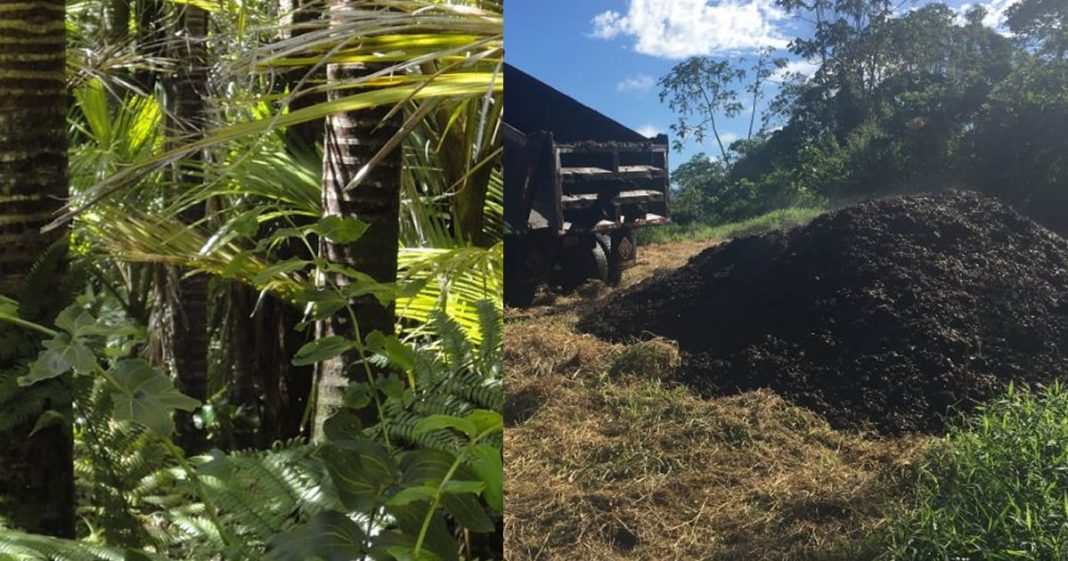 Pesquisadores usam borra de café e recuperam floresta degradada