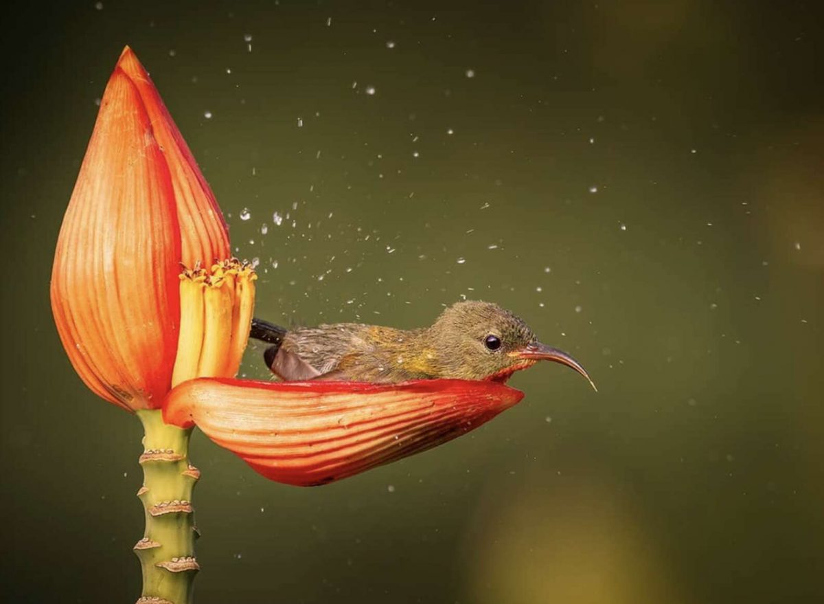 seuamigoguru.com - O menor pássaro do mundo usa uma pétala de flor como banheira