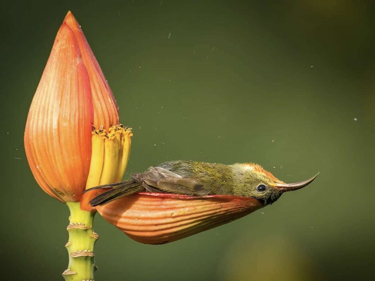 seuamigoguru.com - O menor pássaro do mundo usa uma pétala de flor como banheira