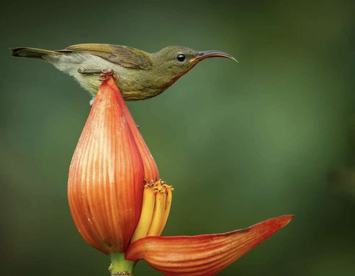 seuamigoguru.com - O menor pássaro do mundo usa uma pétala de flor como banheira