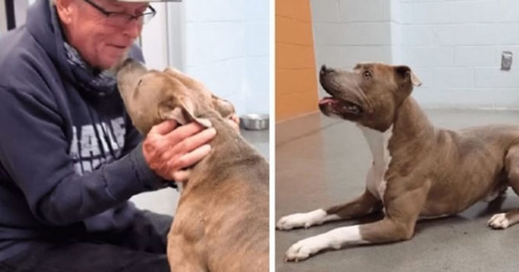 Homem encontra cachorro desaparecido depois de 6 meses e chora feito criança!