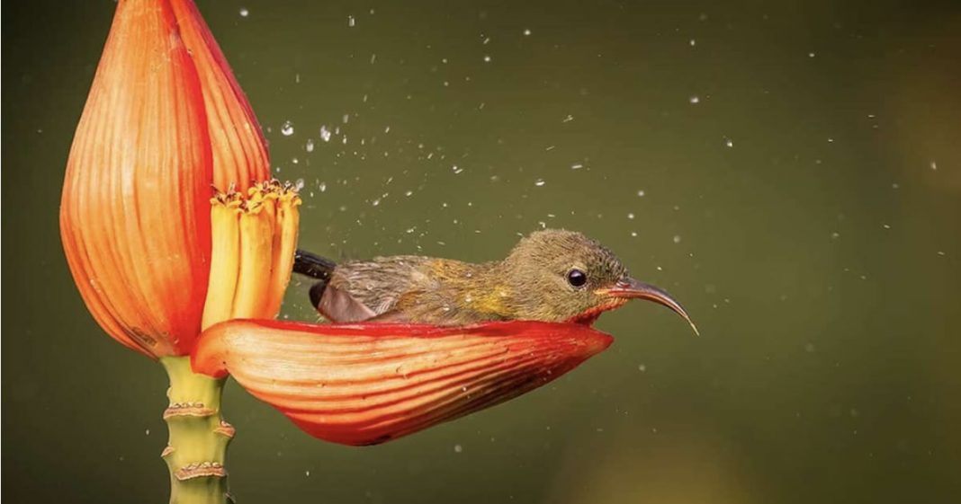 O menor pássaro do mundo usa uma pétala de flor como banheira