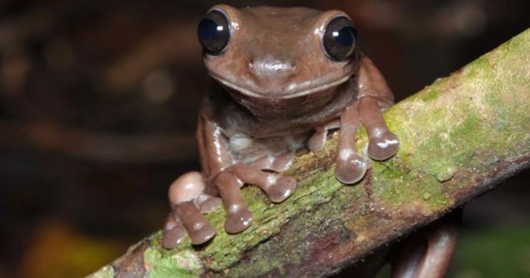 Conheça uma nova espécie de rã marrom: O ‘sapo chocolate! É adorável!