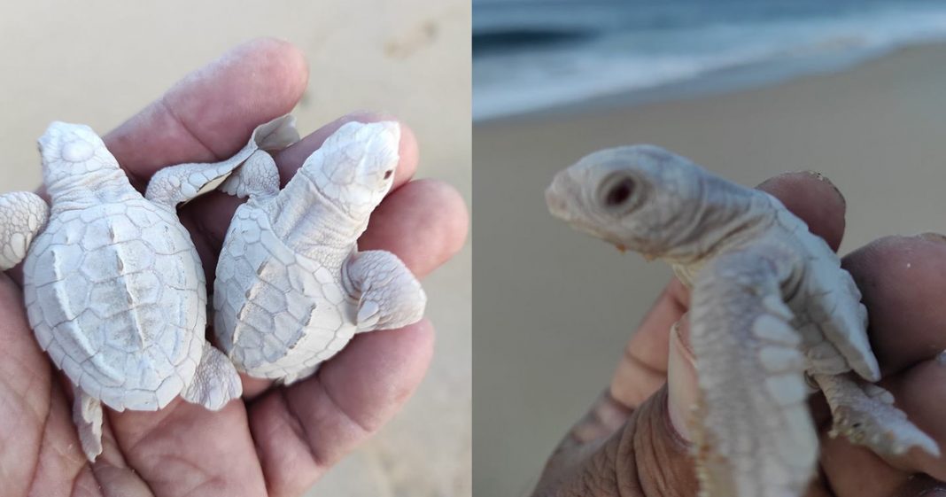 Duas tartarugas albinas raras nasceram na costa do México de um total de 109 filhotes