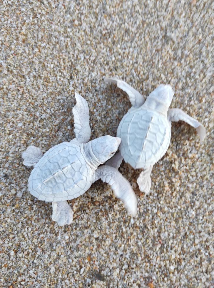 seuamigoguru.com - Duas tartarugas albinas raras nasceram na costa do México de um total de 109 filhotes
