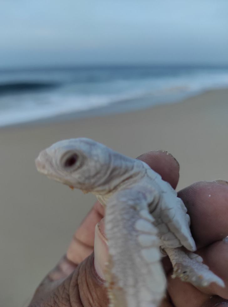 seuamigoguru.com - Duas tartarugas albinas raras nasceram na costa do México de um total de 109 filhotes