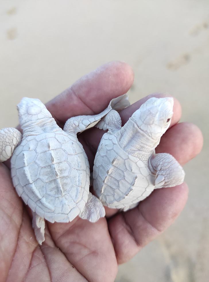 seuamigoguru.com - Duas tartarugas albinas raras nasceram na costa do México de um total de 109 filhotes
