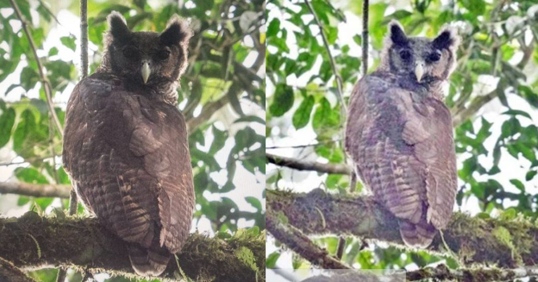 Coruja Gigante vista pela última vez há 150 anos reaparece na África