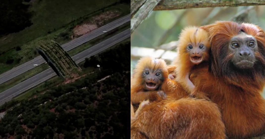 Ponte florestal oferece esperança para mico-leão-dourado no Brasil