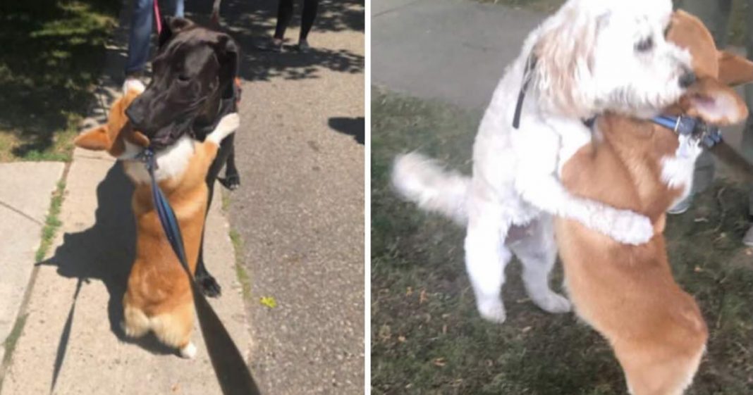 Cão ensina o valor da empatia para os humanos e “abraça” todos os animais que encontra pelo caminho. Seu amor não discrimina.