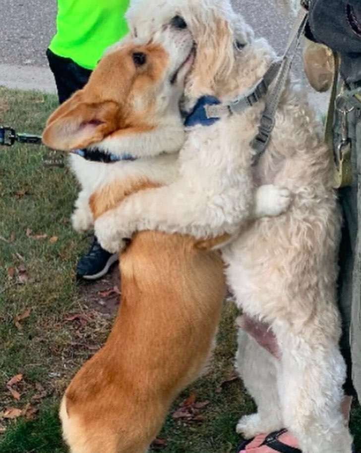 cao-ensina-o-valor-da-empatia-para-os-humanos-e-abraca-todos-os-animais-que-encontra-pelo-caminho-seu-amor-nao-discrimina2