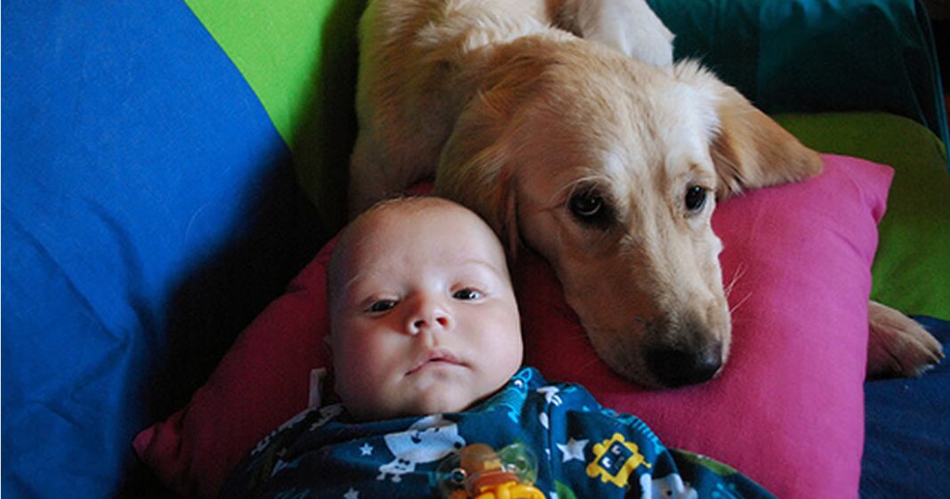 Cachorrinha amamenta criança de 2 anos que foi abandonada pela mãe