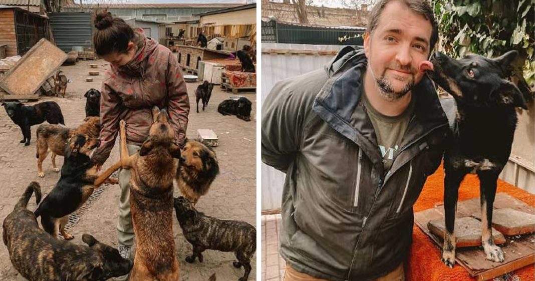 Casal de veterinários dá abrigo para cães deixados para trás na guerra