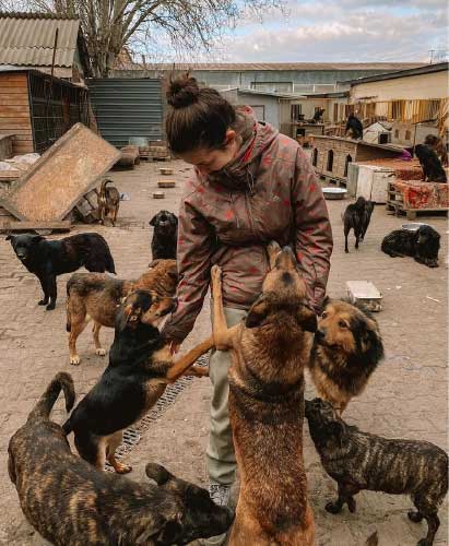 seuamigoguru.com - Casal de veterinários dá abrigo para cães deixados para trás na guerra