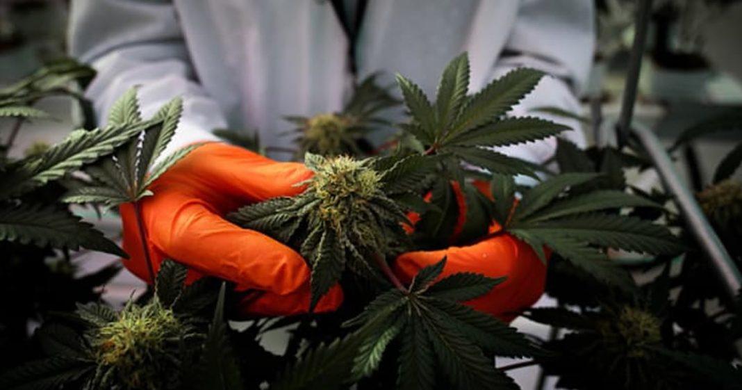 Legalização da cannabis movimenta mercado e leva a explosão de empregos