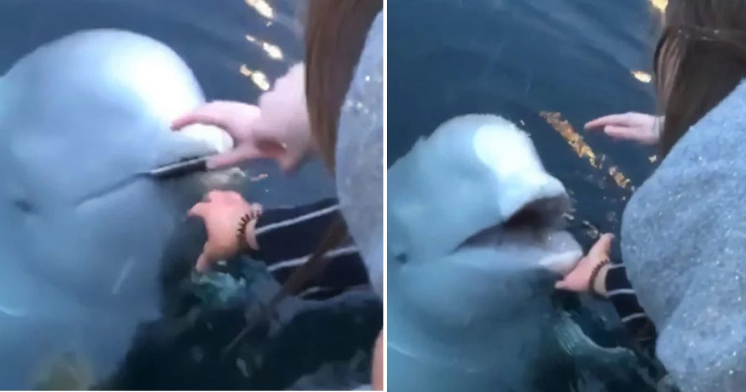 Baleia-branca devolve iPhone de turista que ela havia deixado cair no mar (vídeo)