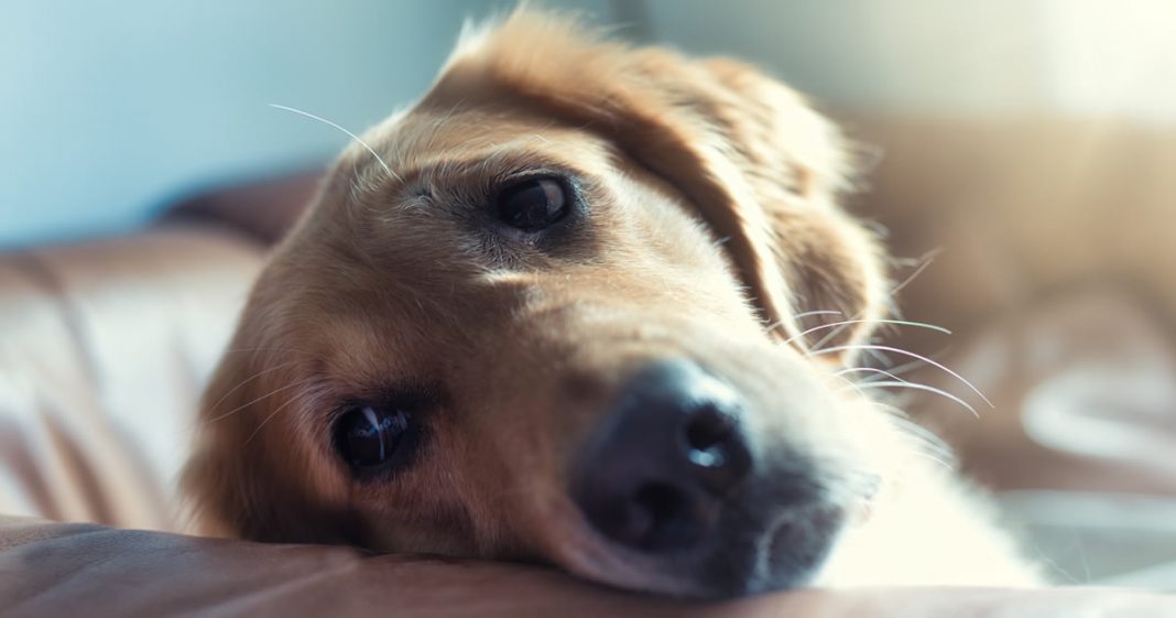 Cães também sofrem quando perdem um ente querido, diz estudo