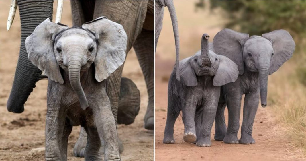 NOTÍCIA BOA! Finalmente é proibida a venda de elefantes a zoológicos em todo o mundo