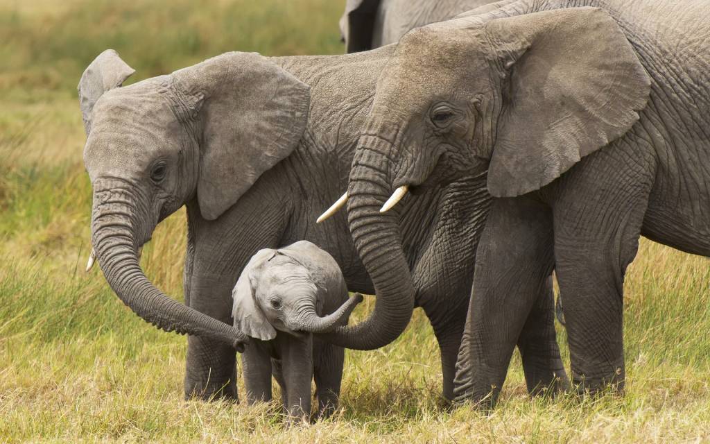 seuamigoguru.com - NOTÍCIA BOA! Finalmente é proibida a venda de elefantes a zoológicos em todo o mundo