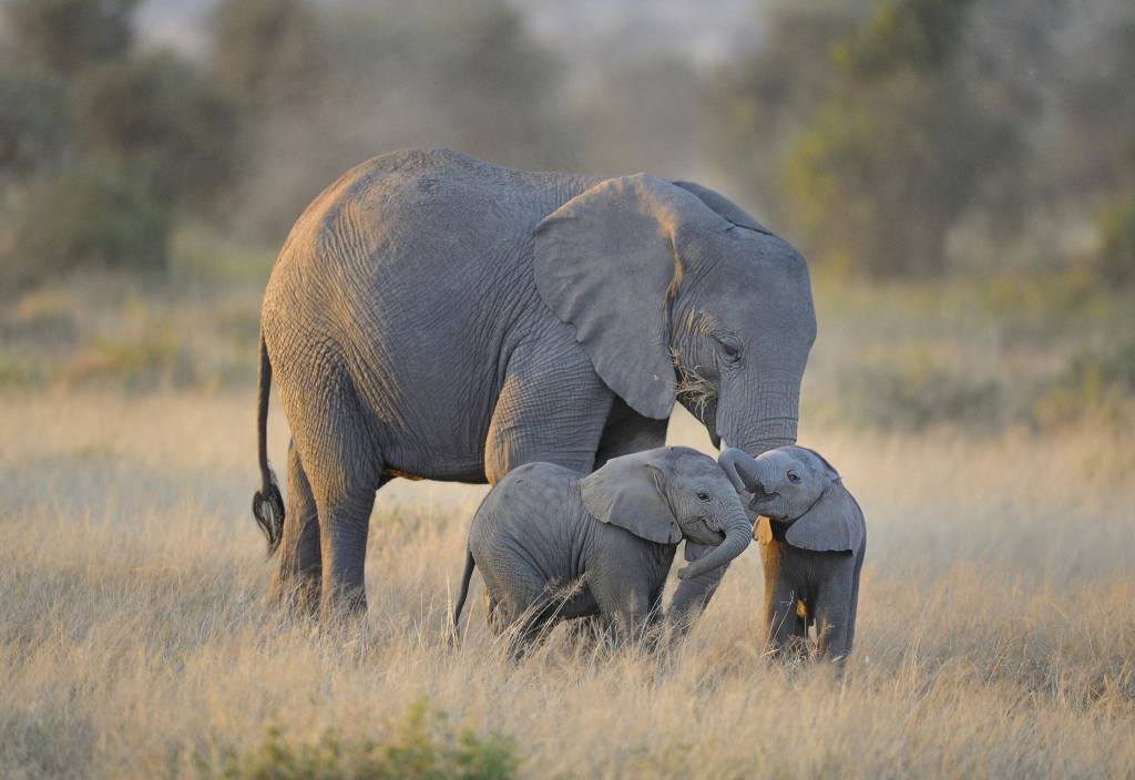 seuamigoguru.com - NOTÍCIA BOA! Finalmente é proibida a venda de elefantes a zoológicos em todo o mundo