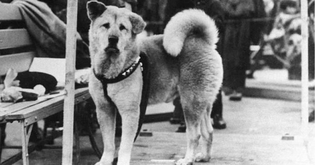 AMOR ALÉM DA VIDA: Hachiko, o cão que esperou seu dono morto por 9 anos
