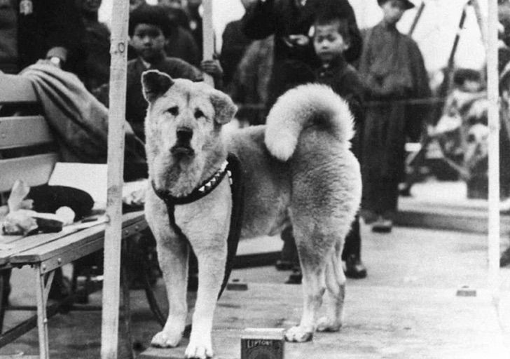 seuamigoguru.com - AMOR ALÉM DA VIDA: Hachiko, o cão que esperou seu dono morto por 9 anos