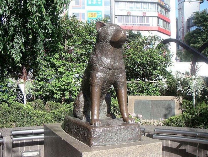 seuamigoguru.com - AMOR ALÉM DA VIDA: Hachiko, o cão que esperou seu dono morto por 9 anos