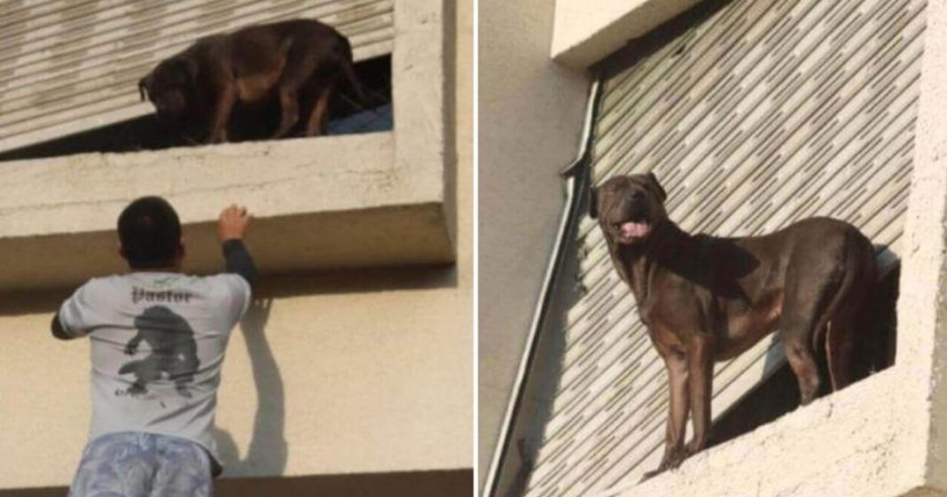 Entregador escala prédio e salva cão preso do lado de fora de janela. “UM HERÓI”.