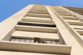 seuamigoguru.com - Entregador escala prédio e salva cão preso do lado de fora de janela. "UM HERÓI".