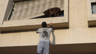 seuamigoguru.com - Entregador escala prédio e salva cão preso do lado de fora de janela. "UM HERÓI".