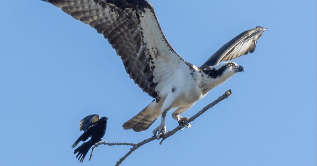 Fotógrafo captura pequeno melro pegando carona na vara de uma águia-pescadora